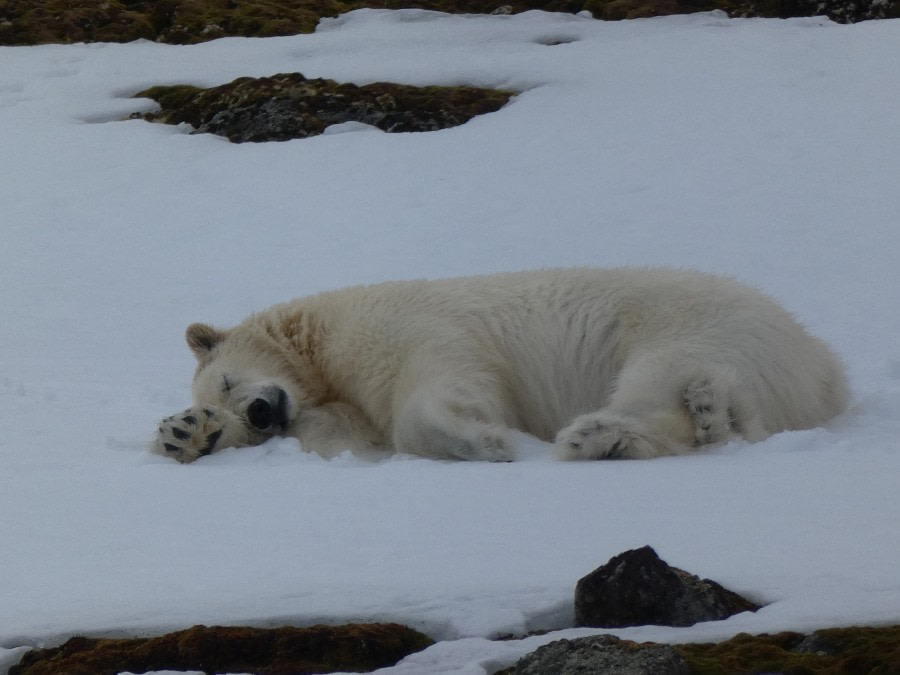 Day in the pack ice & polar bears!