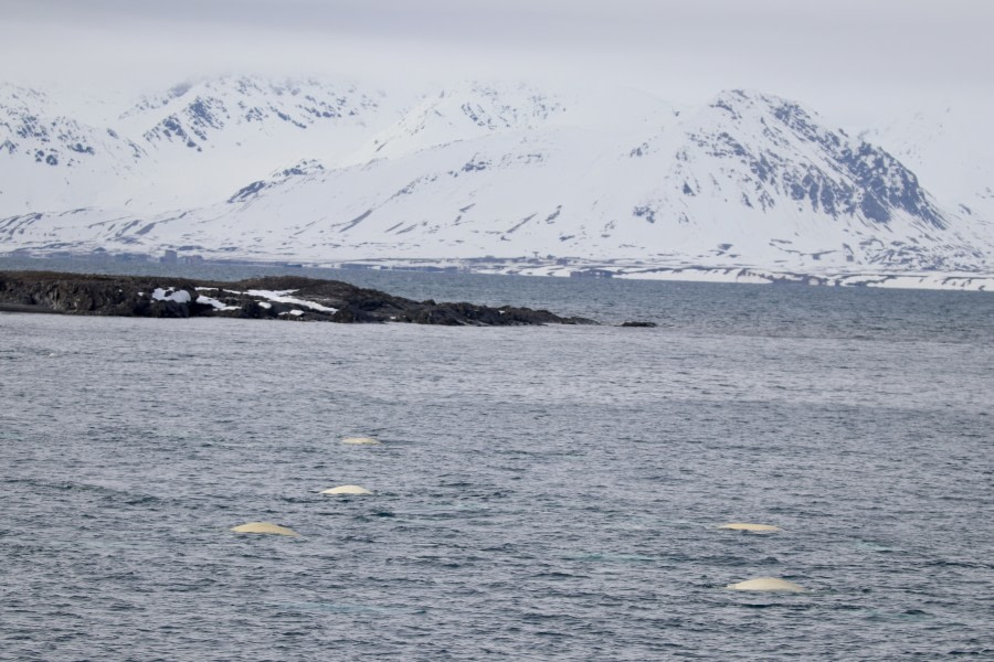 Fjortende Julibukta and Lilliehöökbreen