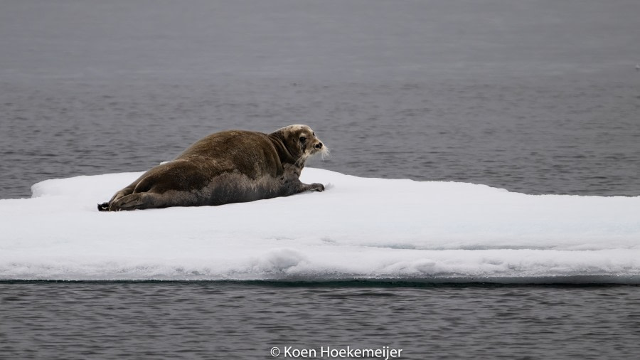 Amongst the Pack Ice