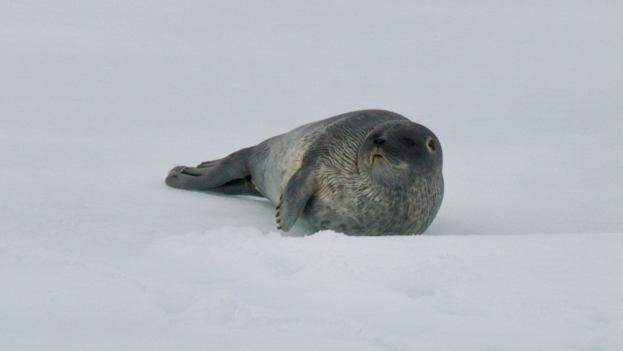 HDS04-23, Day 5, Ringed Seal pup - Andrew Crowder (1) © Andrew Crowder - Oceanwide Expeditions.jpeg