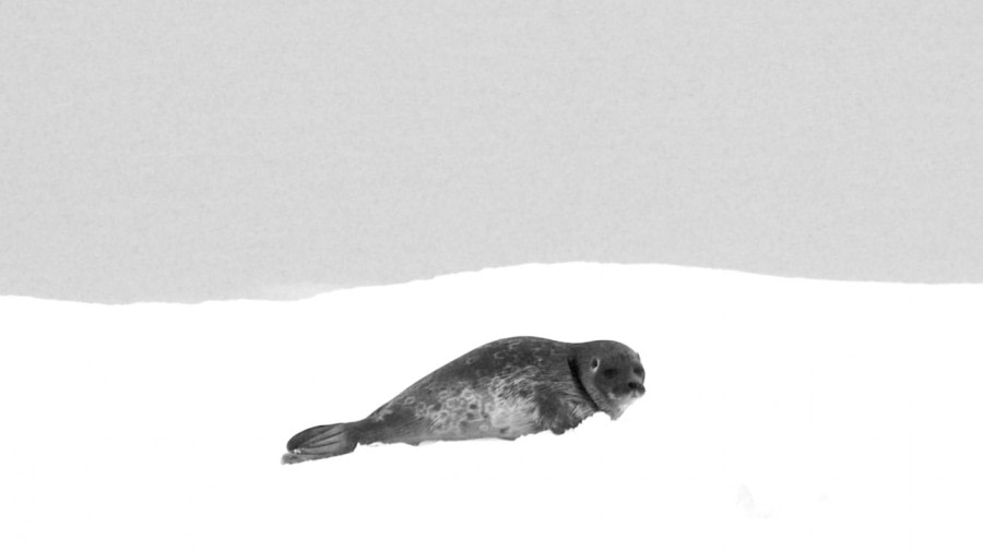 HDS04-23, Day 5, Ringed Seal pup - Andrew Crowder (2) © Andrew Crowder - Oceanwide Expeditions.jpeg