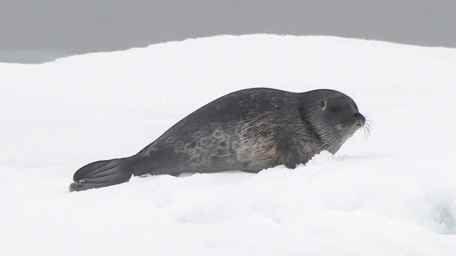 HDS04-23, Day 5, Ringed Seal pup - Andrew Crowder (3) © Andrew Crowder - Oceanwide Expeditions.jpeg