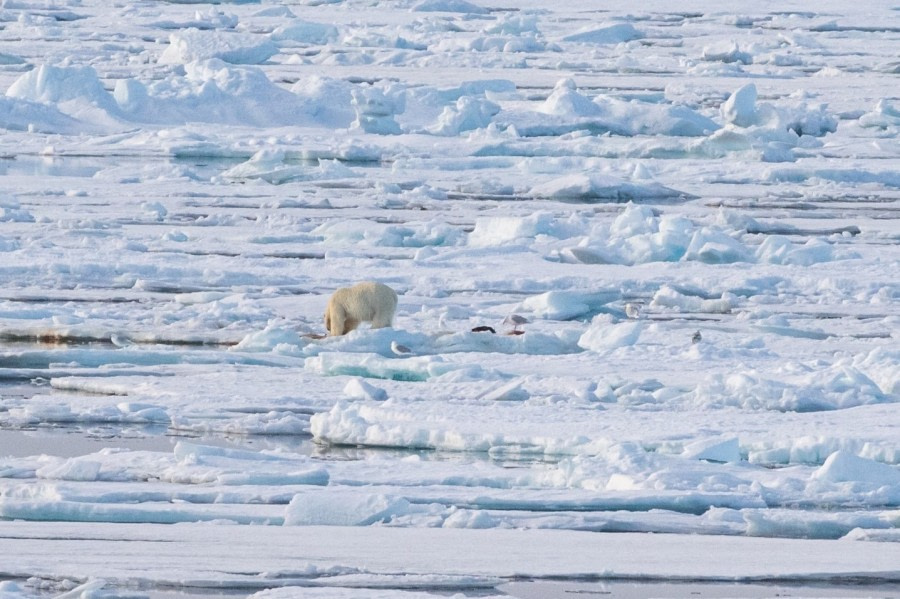 PLA05-23, Day 4, Polar bear © Unknown photographer - Oceanwide Expeditions.jpg