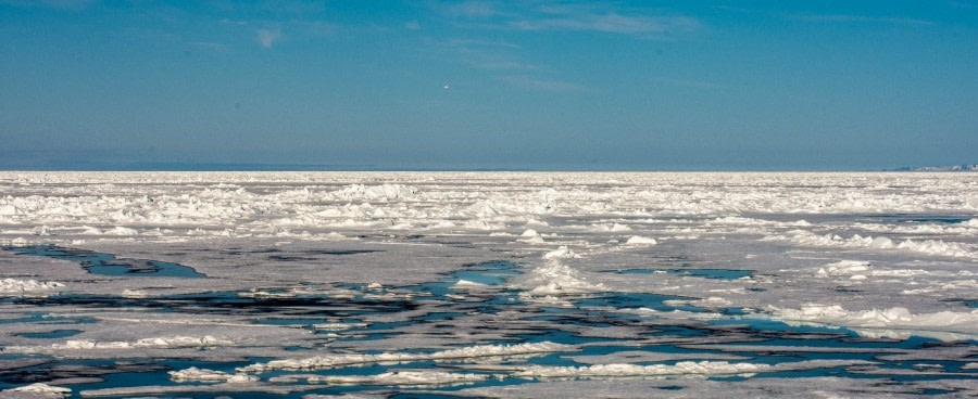 PLA05-23, Day 5, Pack ice © Unknown photographer - Oceanwide Expeditions.jpg