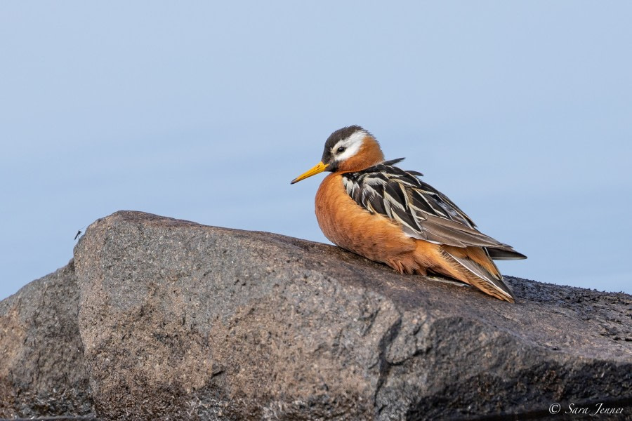 HDS05-23, Day 3, Grey phalarope 2 © Sara Jenner - Oceanwide Expeditions.jpg