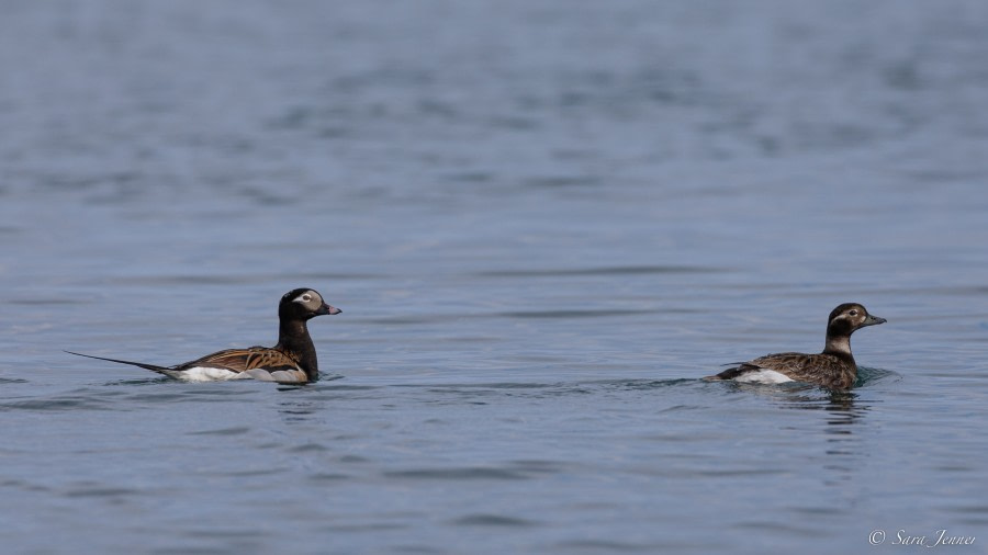 HDS05-23, Day 3, Long tailed duck © Sara Jenner - Oceanwide Expeditions.jpg
