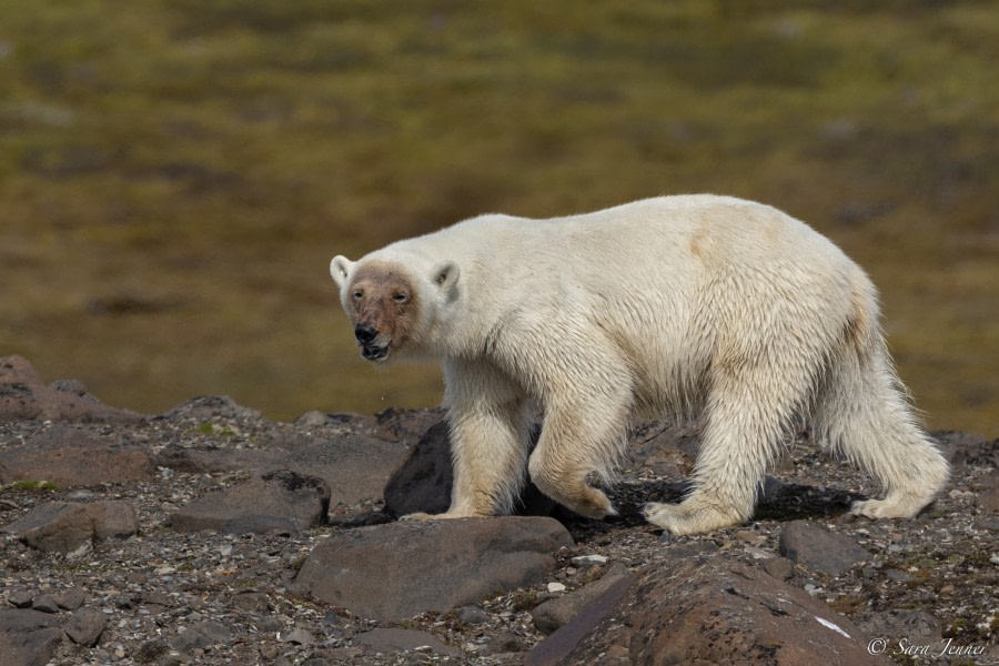 HDS05-23, Day 4, Polar Bear 2 © Sara Jenner - Oceanwide Expeditions.jpg