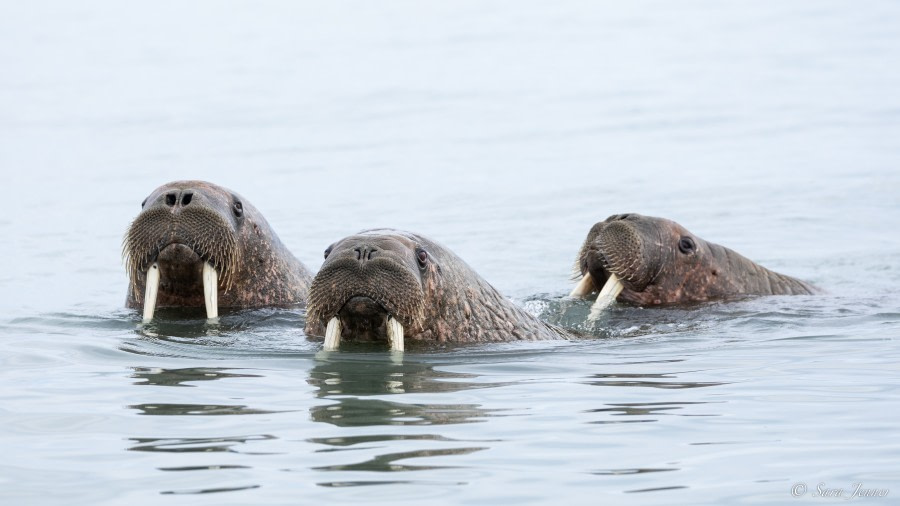 HDS05-23, Day 4, Walrus 1 © Sara Jenner - Oceanwide Expeditions.jpg