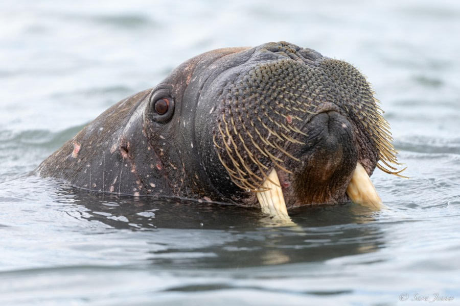 HDS05-23, Day 4, Walrus 2 © Sara Jenner - Oceanwide Expeditions.jpg