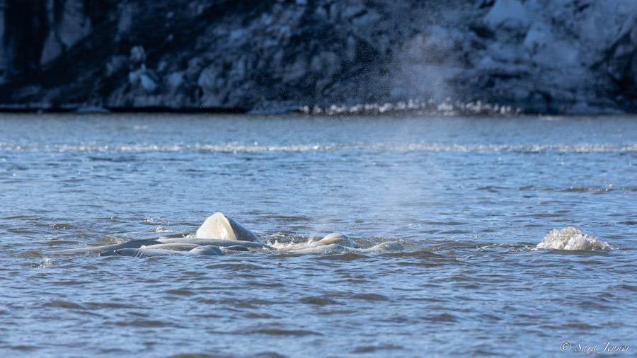 HDS05-23, Day 5, Beluga 3 © Sara Jenner - Oceanwide Expeditions.jpg