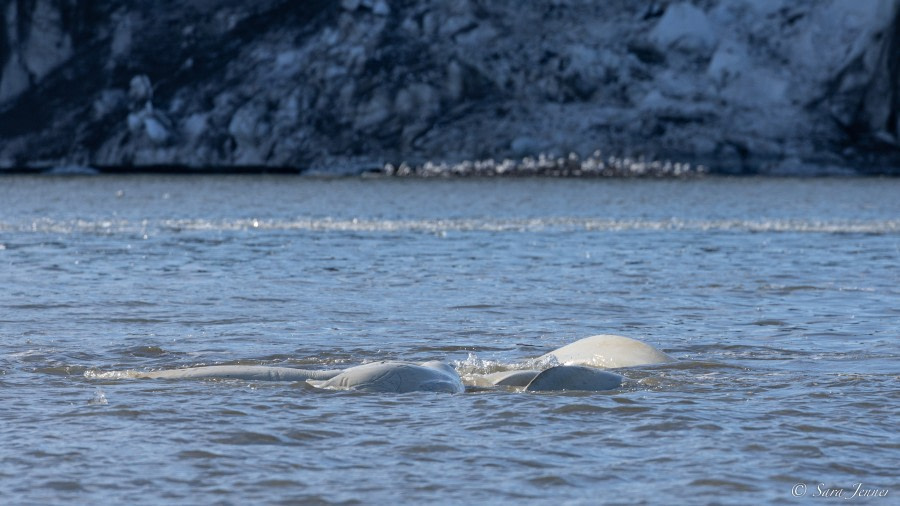 HDS05-23, Day 5, Beluga 4 © Sara Jenner - Oceanwide Expeditions.jpg