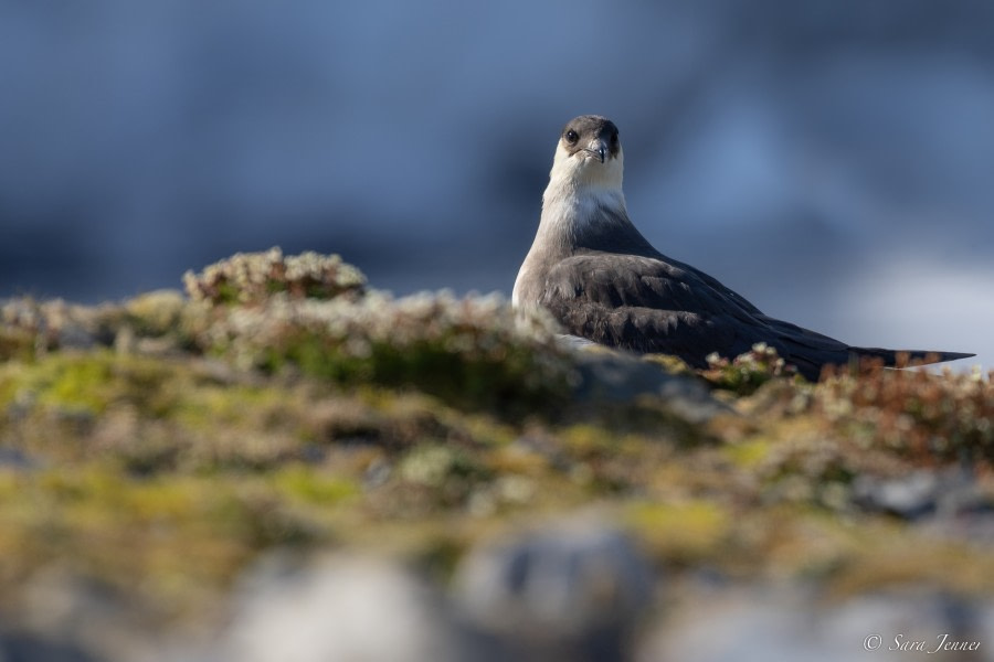 HDS05-23, Day 6, Skua © Sara Jenner - Oceanwide Expeditions.jpg