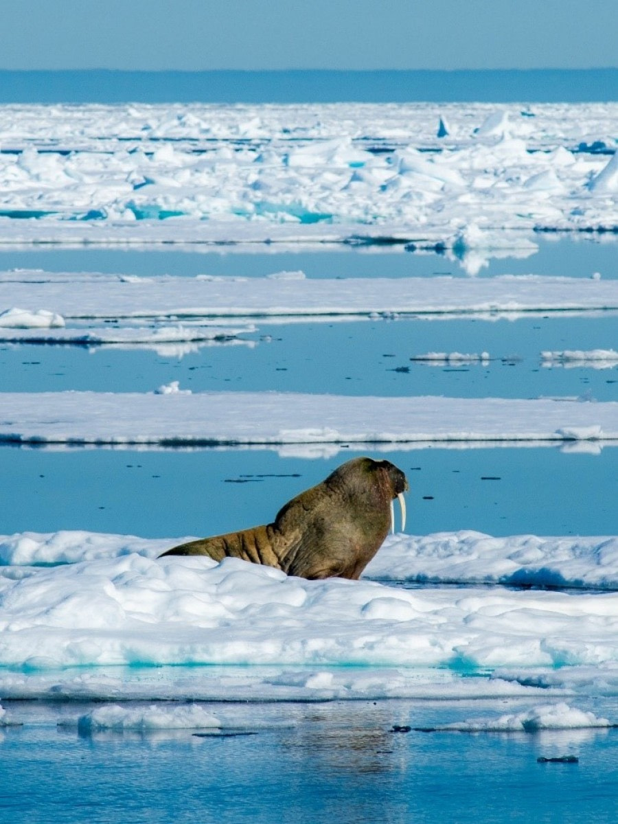 PLA06-23, Day 5, Walrus © Unknown photographer - Oceanwide Expeditions.jpg