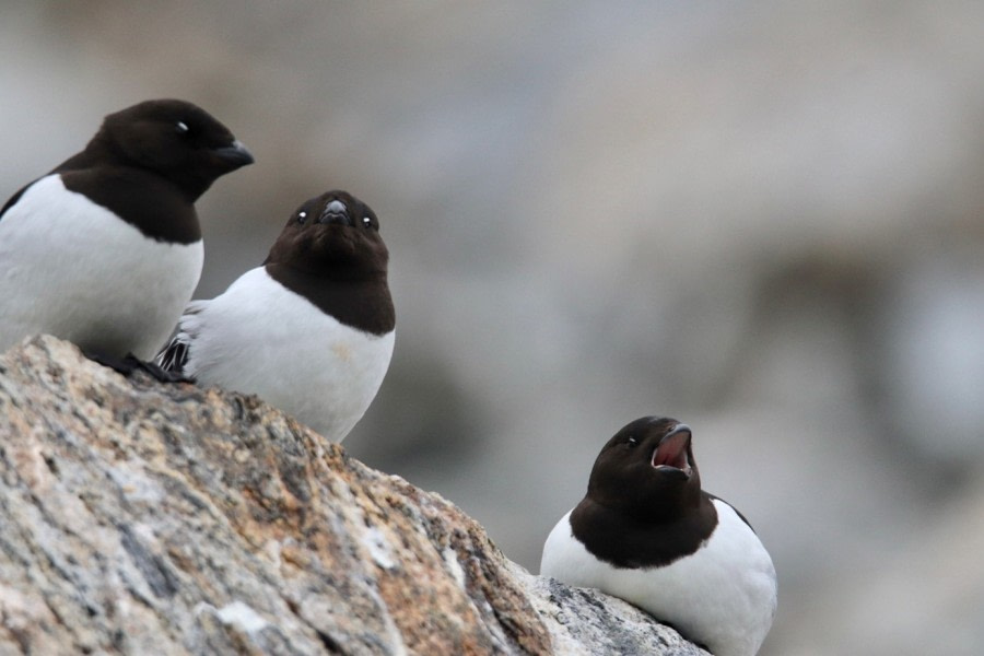 PLA06-23, Day 3, Little auks © Unknown photographer - Oceanwide Expeditions.jpg