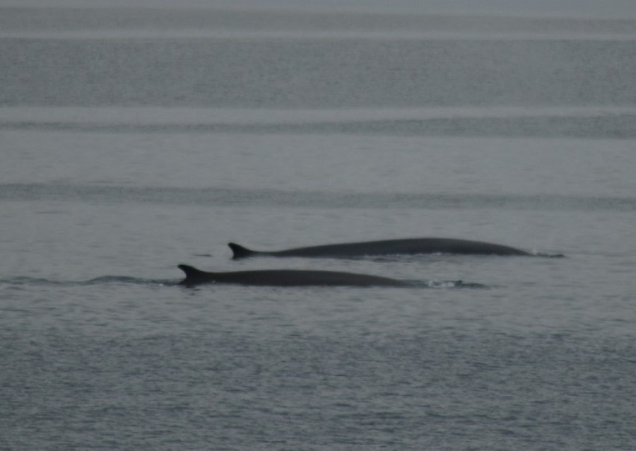 PLA06-23, Day 2, Whales © Unknown photographer - Oceanwide Expeditions.jpg