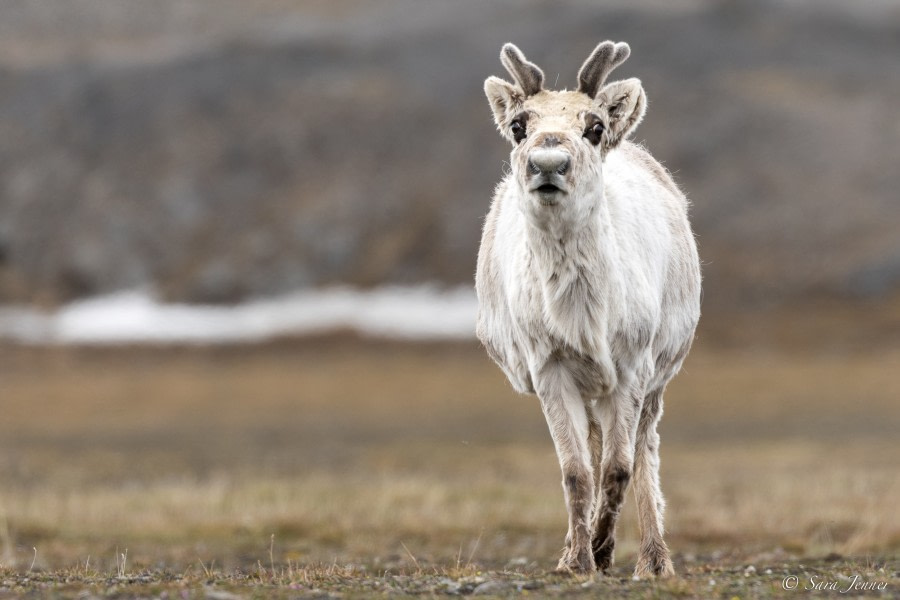 HDS06-23, Day 2, Reindeer © Sara Jenner - Oceanwide Expeditions.jpg