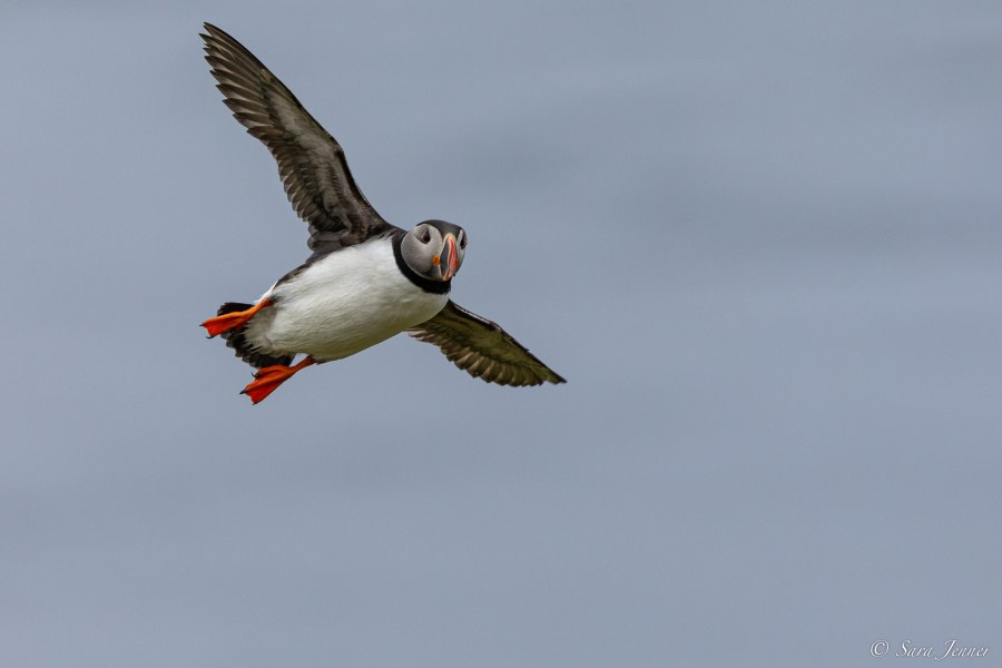 HDS06-23, Day 2, Puffin © Sara Jenner - Oceanwide Expeditions.jpg
