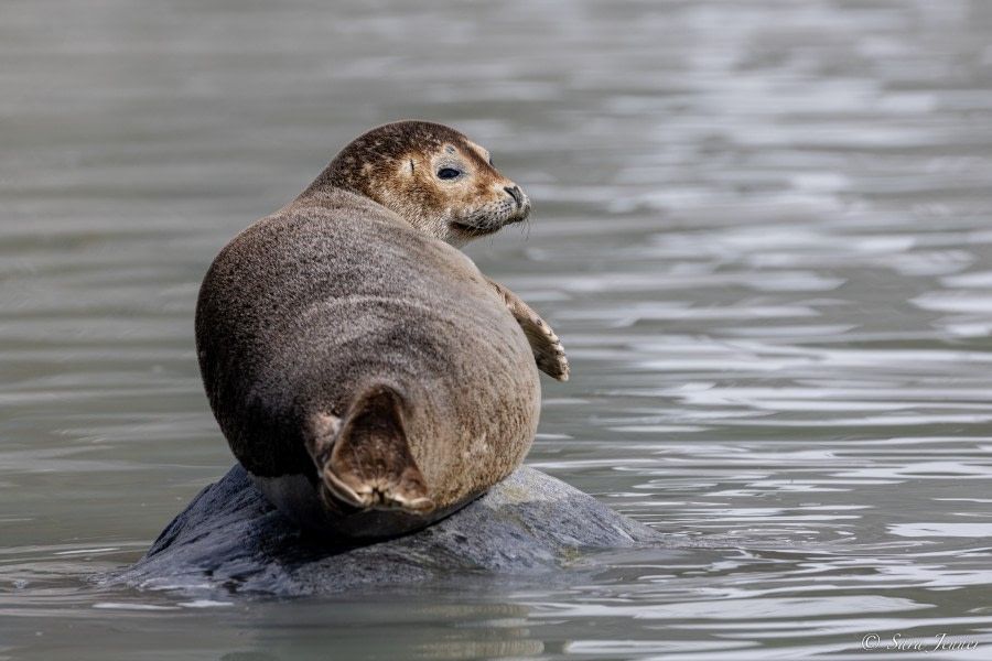 HDS06-23, Day 3, Harbour Seal © Sara Jenner - Oceanwide Expeditions.jpg