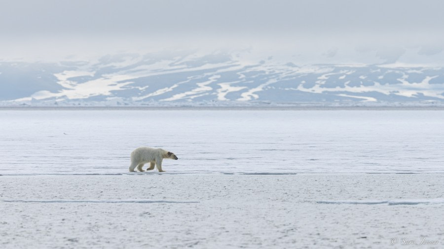 HDS06-23, Day 5, Polar bear 1 © Sara Jenner - Oceanwide Expeditions.jpg