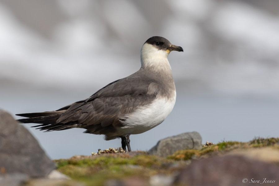 HDS06-23, Day 8, Skua © Sara Jenner - Oceanwide Expeditions.jpg