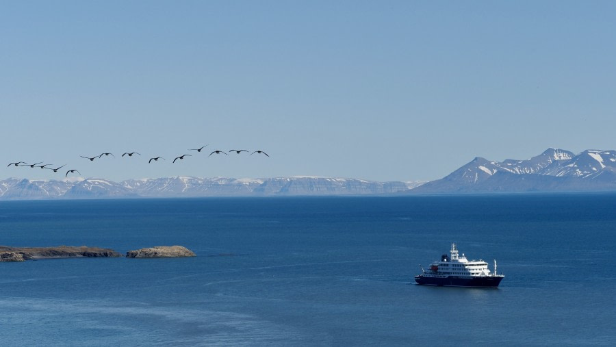 HDS06-23, Day 9, AlkhornetMeikeSjoer © Meike Sjoer - Oceanwide Expeditions.JPG