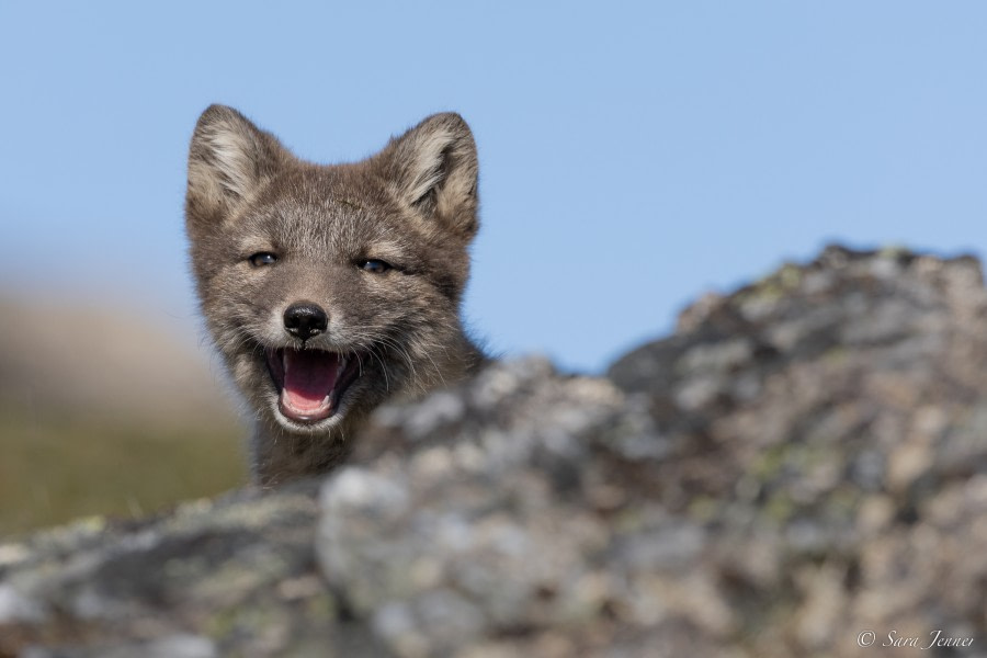 HDS06-23, Day 9, Fox cub 2 © Sara Jenner - Oceanwide Expeditions.jpg