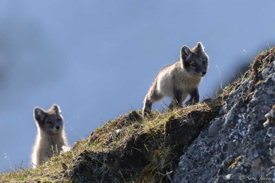 HDS06-23, Day 9, Fox cub 10 © Sara Jenner - Oceanwide Expeditions.jpg