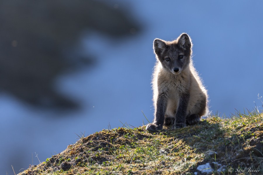 HDS06-23, Day 9, Fox cub 11 © Sara Jenner - Oceanwide Expeditions.jpg