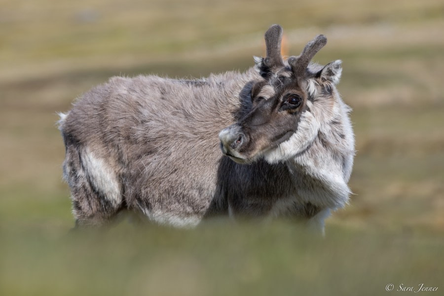 HDS06-23, Day 9, Reindeer © Sara Jenner - Oceanwide Expeditions.jpg