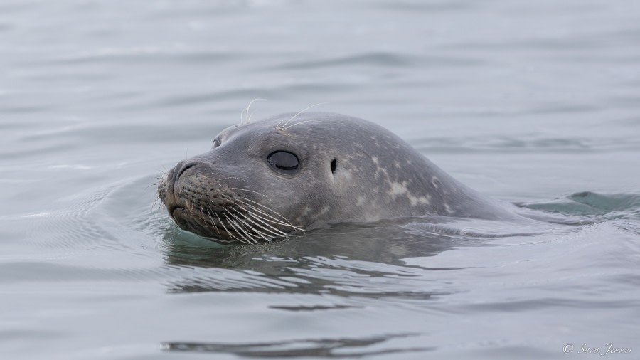 HDS06-23, Day 2, Harbour Seal 1 © Sara Jenner - Oceanwide Expeditions.jpg