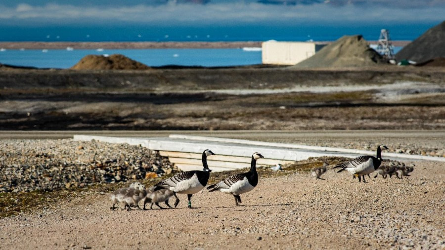 PLA07-23, Day 2, Barnacle geese © Unknown photographer - Oceanwide Expeditions.jpg