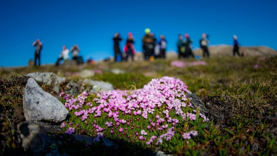 PLA07-23, Day 2, Polytrichum moss © Unknown photographer - Oceanwide Expeditions.jpg