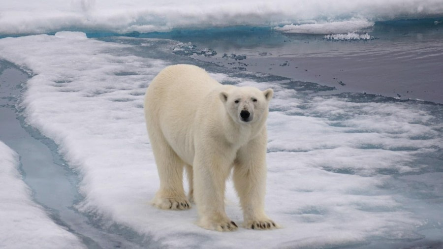 Pack ice and Polar bear encounter