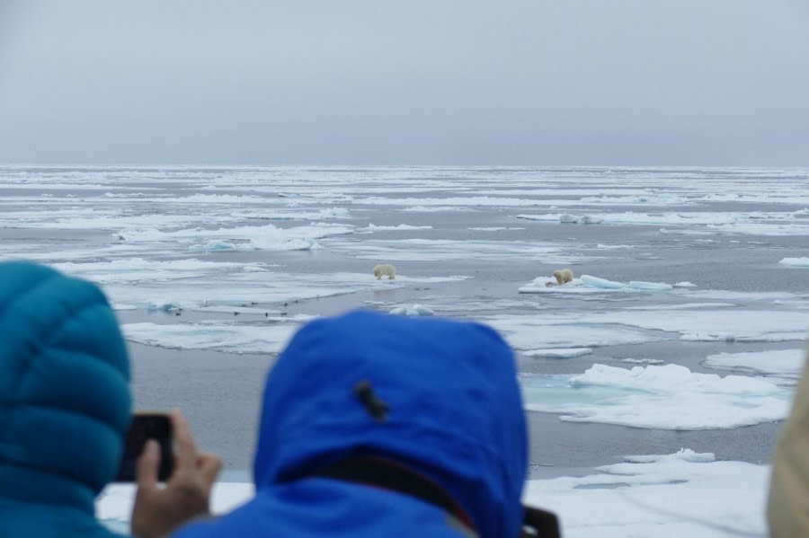 PLA07-23, Day 4, Polar bears watching © Unknown photographer - Oceanwide Expeditions.jpg