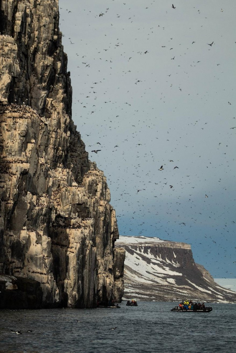 PLA07-23, Day 6, Guillemots by a cliff © Unknown photographer - Oceanwide Expeditions.jpg