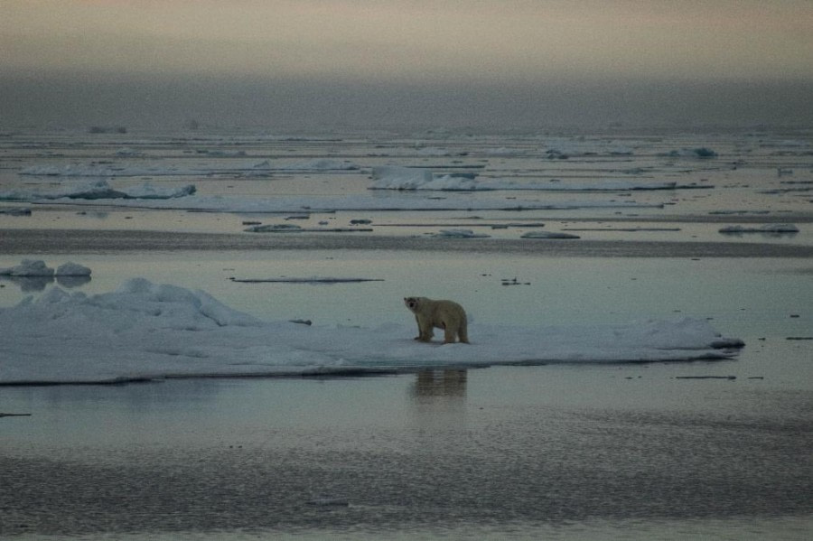 PLA07-23, Day 6, Polar bear on an iceberg © Unknown photographer - Oceanwide Expeditions.jpg