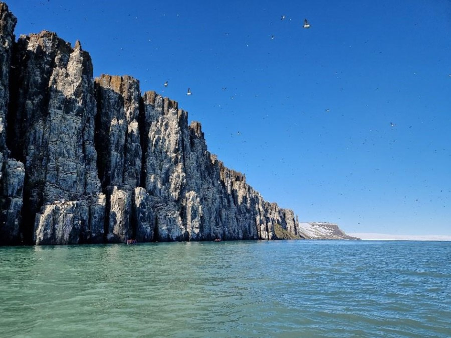 PLA08-23, Day 6, Bird cliff © Unknown photographer - Oceanwide Expeditions.jpg