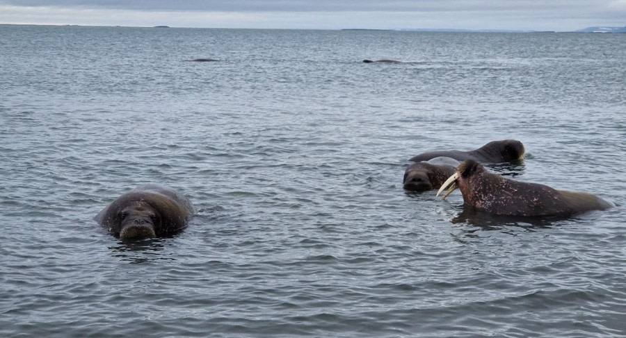 PLA08-23, Day 7, Walruses © Unknown photographer - Oceanwide Expeditions.jpg