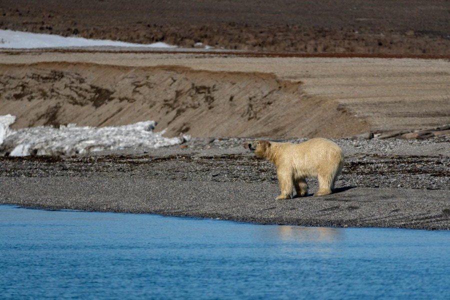 PLA08-23, Day 6, Polar bear on the shore © Unknown photographer - Oceanwide Expeditions.jpg