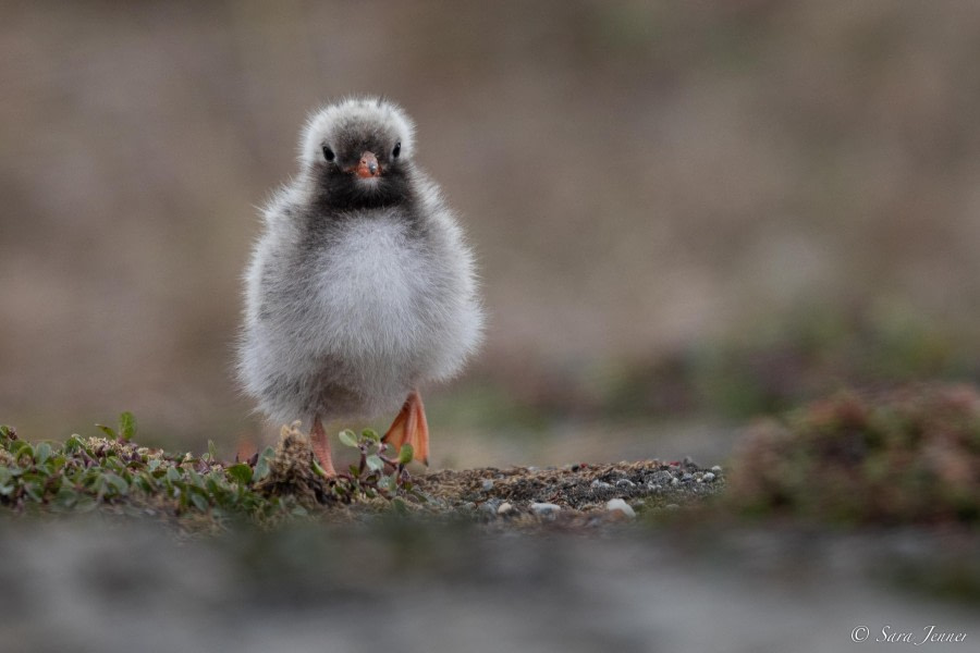 HDS09-23, Day 2, Arctic tern chick 1 © Sara Jenner - Oceanwide Expeditions.jpg