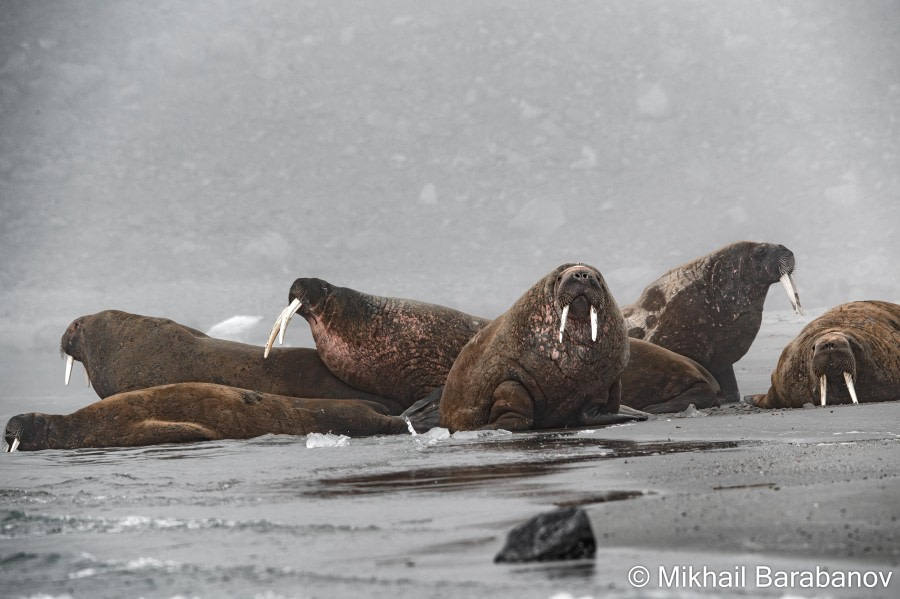 HDS09-23, Day 3, 02399-2 © Mikhail Barabanov - Oceanwide Expeditions.jpg