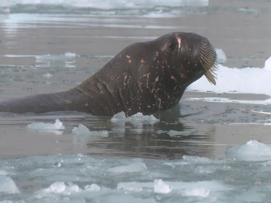 HDS09-23, Day 3, Walrus 1 © Unknown photographer - Oceanwide Expeditions.JPG