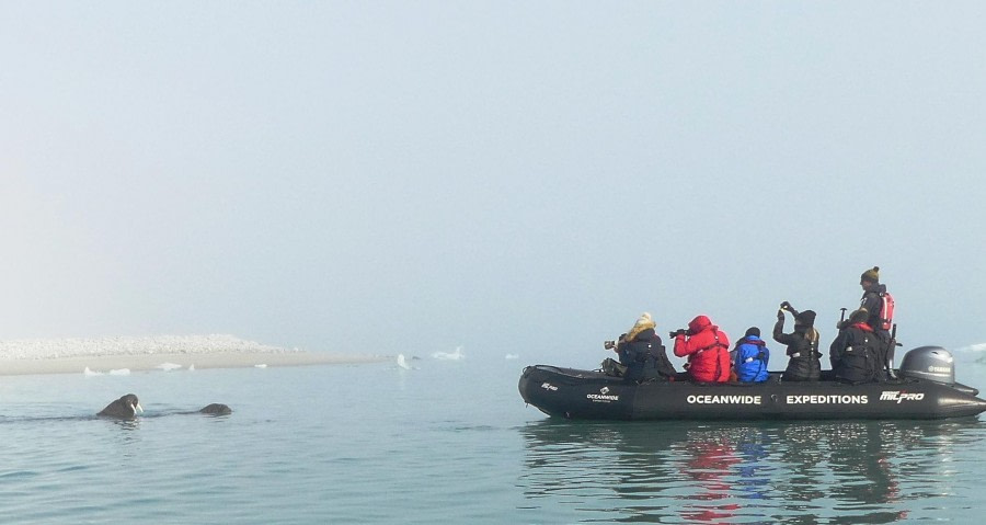 HDS09-23, Day 3, Walrus with Zodiac © Unknown photographer - Oceanwide Expeditions.JPG