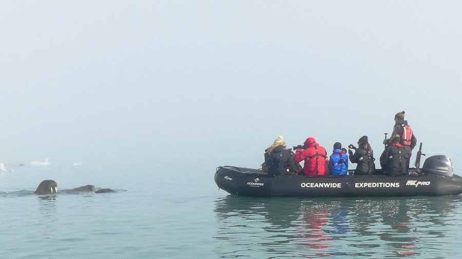 HDS09-23, Day 3, Walrus with Zodiac 2 © Unknown photographer - Oceanwide Expeditions.JPG