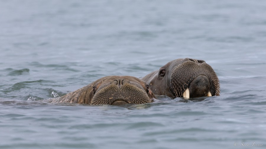 HDS09-23, Day 3, Walrus_ © Sara Jenner - Oceanwide Expeditions.jpg