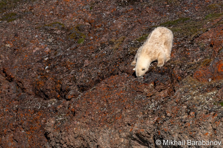 HDS09-23, Day 4, 02449-2 © Mikhail Barabanov - Oceanwide Expeditions.jpg