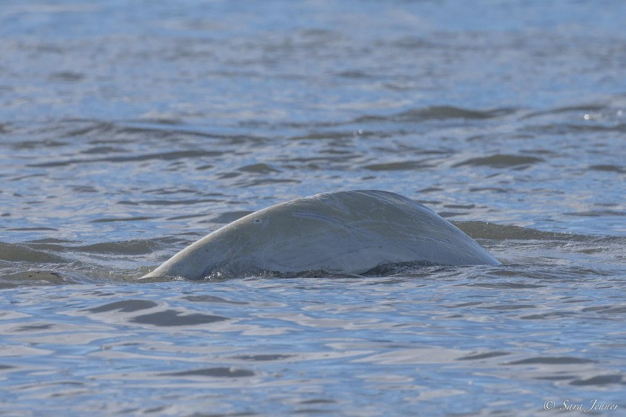 HDS09-23, Day 4, Beluga © Sara Jenner - Oceanwide Expeditions.jpg