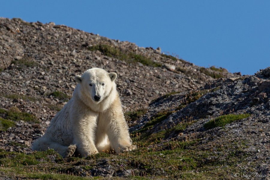 HDS09-23, Day 4, Polar bear 1 © Sara Jenner - Oceanwide Expeditions.jpg