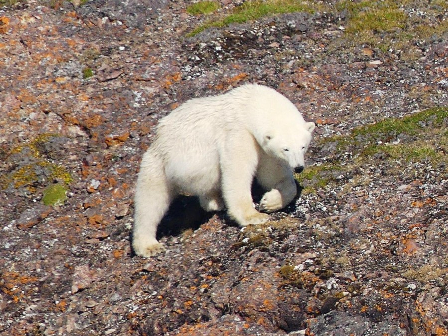 HDS09-23, Day 4, Polar Bear 2 © Unknown photographer - Oceanwide Expeditions.JPG