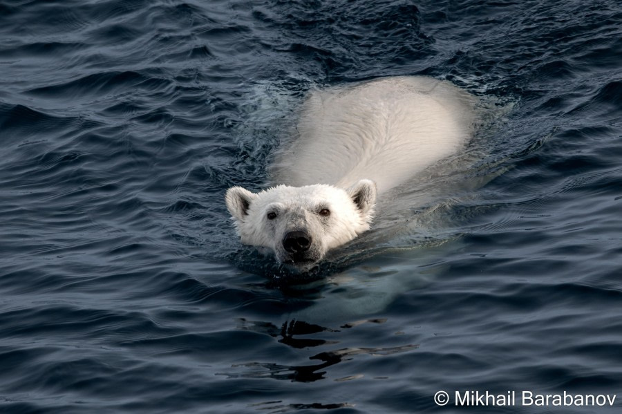 HDS09-23, Day 5, 02552-2 © Mikhail Barabanov - Oceanwide Expeditions.jpg